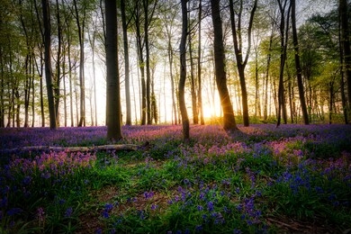 rabbit bells in the forest