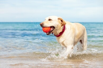 wet dog playing in the sea with a ball in summer, golden retriever resting on the beach, travel concept, pets in nature