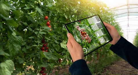 a farmer is holding a tablet on the background of a greenhouse with tomatoes. smart farming and precision agriculture 4.0