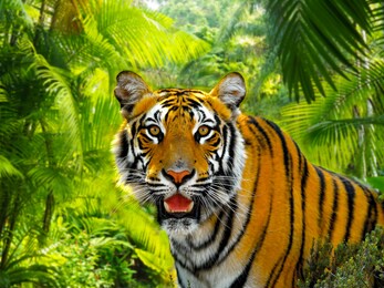 a malaysian tiger in a rainforest under the sun, soft focus background