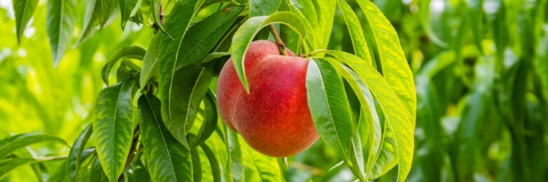 beauty garden with red peaches. colorful red peach fruits with green leaves on tree ready to be harvested, banner