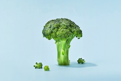 broccoli sprig on colored background, asparagus cabbage isolated. perfect sprig of fresh broccoli