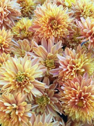 close-up photo of mums in fall