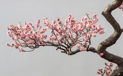 flowers in spring series: plum blossoming in spring, it is the only remaining last winter flower, is the earliest blooming flower in spring. it shows struggle and pride.