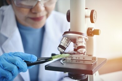 asian women scientist looking through a microscope aloe vera for testing, is a research and development in beauty and medicine in a laboratory.