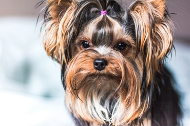 dog yorkshire terrier looks at the camera, dog face, black nose