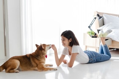 young asian woman relaxing, lying on the floor and giving a treat to shiba dog, smile happy in bedroom. pet therapy at home. relationship of pet and owner concept.
