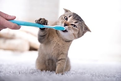 british kitten and a toothbrush. the cat is brushing his teeth