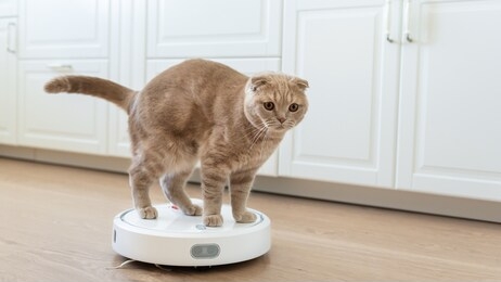 funny cat playing with a robot vacuum cleaner. pet friendly smart vacuum cleaner. housekeeping help, new technology, smart home, daily vacuuming. horizontal