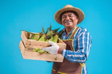 portrait of an elderly asian farmer smiling and holding a crate filled with corn standing in front of blue wall background.
