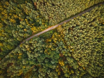 curvy road in autumnal forest. aerial drone top down view.