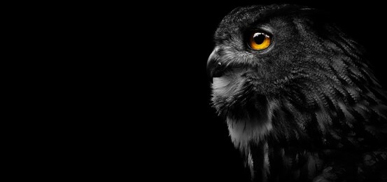 close-up of a great spotted owl on a black background. detail bubo bubo. owl on the black background.