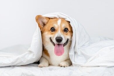 happy pembroke welsh corgi dog lies under white blanket at home
