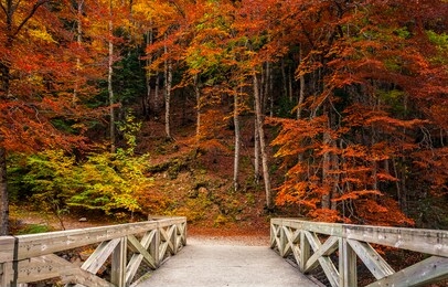 autumn forest park bridge way. wooden bridge in autumn forest park. autumn forest bridge view