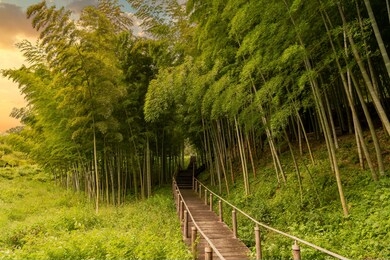 road through the bamboo forest