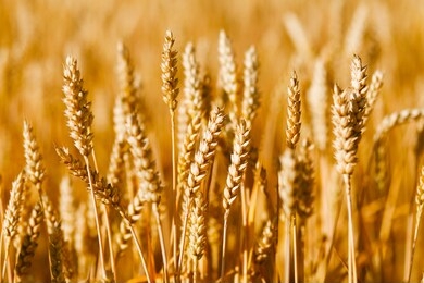 golden field of ripened cereals, yellow wheat and rye. harvest of bread.
