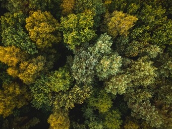 colors of autumn in natural forest. aerial drone top down view.