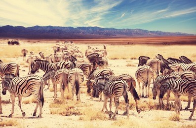 wild zebra