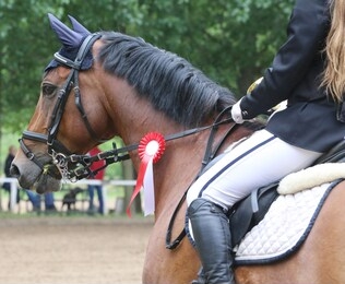 colorful ribbons rosette on head of an young award winner show jumper horse on equitation event. proud rider wearing badges on the winner horse after competitions