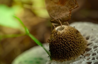 selective focus on bamboo mushroom (dictyophora indusiata) in the forest. closeup bamboo mushroom. fly bug on stink cap of long net stinkhorn.