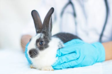 vet in glovers examines the cute baby rabbit in the clinic. small bunny treatment. pet at the veterinarian. health care of the animal. prevention of fleas, ticks. copy space