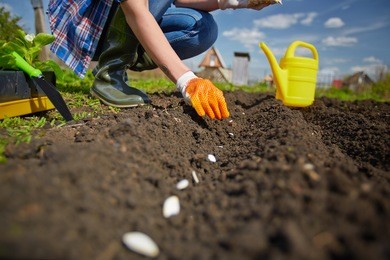image of female farmer sowing seed of squash in the garden
