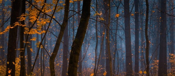 beautiful forest on a foggy autumn day.  fairy, autumnal mysterious forest trees with yellow leaves. panoramic wide shot.