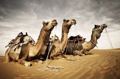 camels resting in the thar desert, rajasthan, india