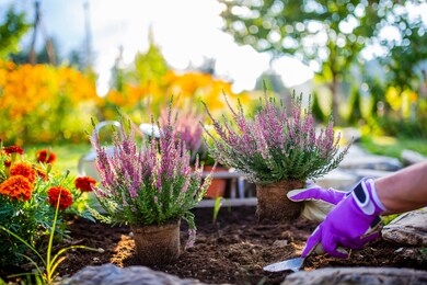 a woman plants autumn heathers in the garden.