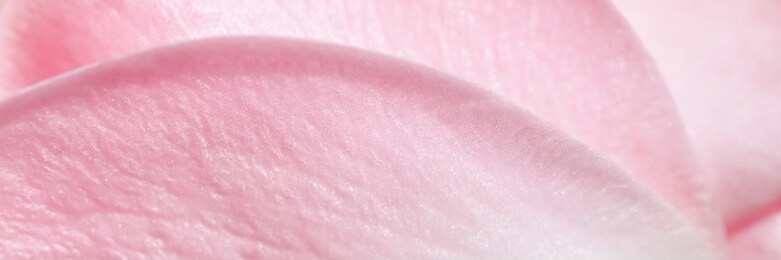 botanical concept, wedding invitation card - soft focus, abstract floral background, pink rose flower petals. macro flowers backdrop for holiday design