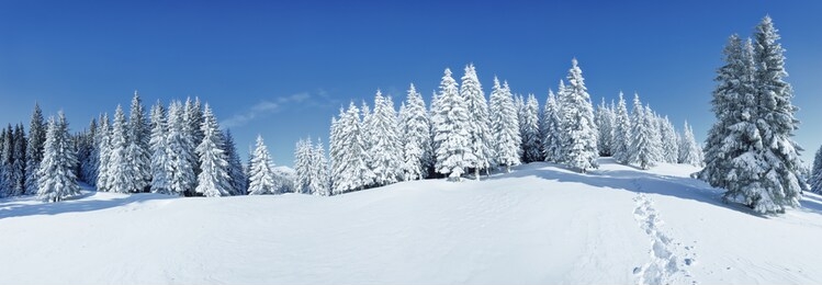 a panoramic view of the covered with frost trees in the snowdrifts. magical winter forest. natural landscape with beautiful sky. the revival of the planet.