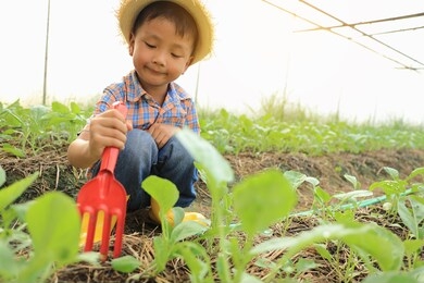 an asian boy is caring for vegetables grown in a greenhouse, growing organic vegetables.