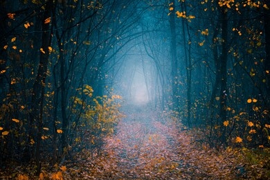 mysterious pathway. footpath in the dark, cold, foggy, autumn forest with high trees. arch through the autumn misty forest with yellow leaves.