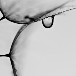abstract macro photo of plant seeds with water drops. big dandelion seed 