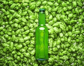 beer bottle lies on hop cones, close up.