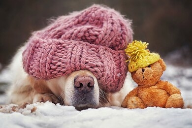 cute dog with a hat is sleeping in the snow next to his teddy bear