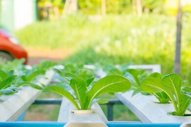 soilless culture water culture or hydroponics