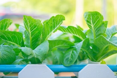 soilless culture water culture or hydroponics