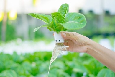 soilless culture water culture or hydroponics