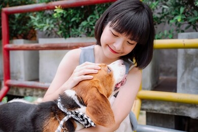 beautiful asian thai short hair woman petting beagle dog with love. walk the dog.