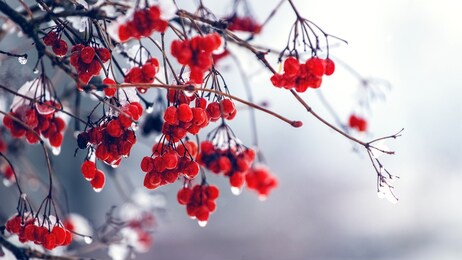 wet berries of viburnum in winter during the thaw on a blurred background