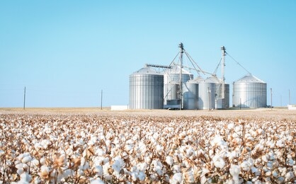 cotton silos in a field of cotton near frost, texas
