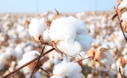 cotton in a cotton field near frost, texas