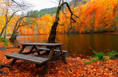 image of colorful leaves falling down from tree branches in autumn.(yedigöller). yedigoller national park, bolu, istanbul. turkey. 
