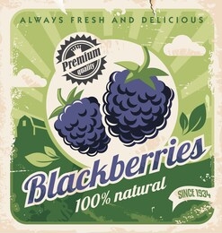 blackberries farm vintage promo poster for locally grown fruit. healthy fresh food. vector illustration.