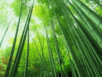 bamboo 