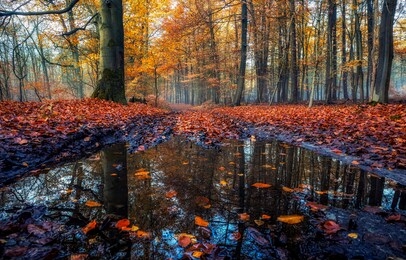 autumn leaves in autumn water. autumn forest river leaves fall