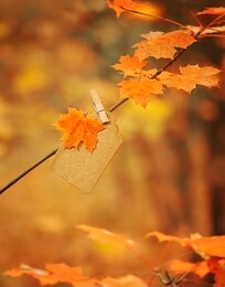 beautiful autumn background with orange maple leaf. fall season concept. autumn forest, nature lanscape. copy space
