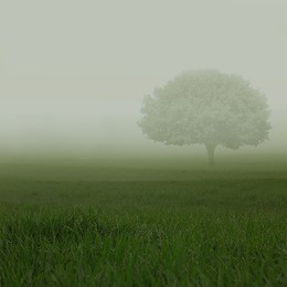 green fields in heavy mist with a lonely tree