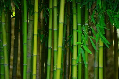 green bamboo tree in a garden